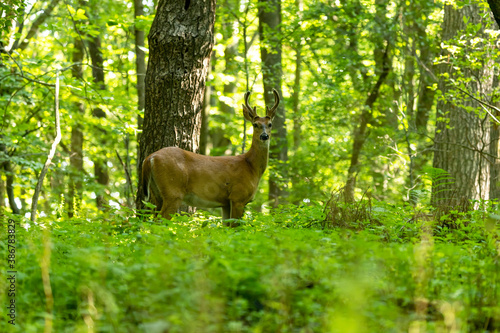 White-tailed deer.Natural scene from Wisconsin state park