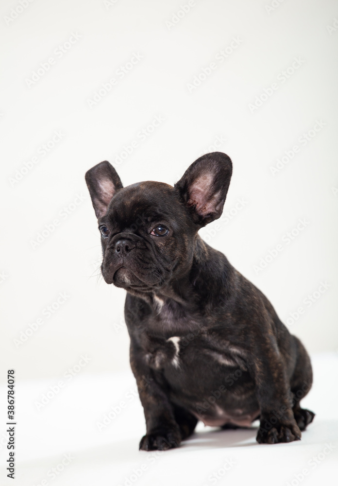 Black french bulldog puppy on white background
