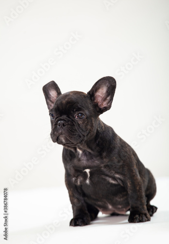 Black french bulldog puppy on white background © Luis Echeverri Urrea