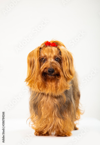 Adult Yorkshire terrier dog head-on - White background