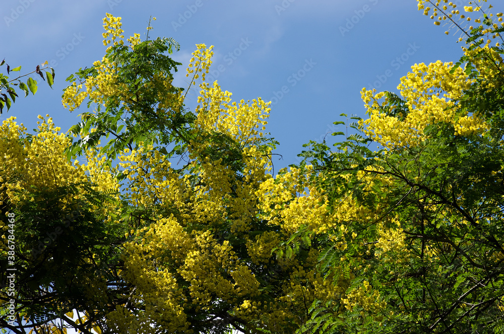 つる性の鮮やかな黄色の花が咲くジャケツイバラ つる性の鮮やかな黄色の花が咲くジャケツイバラ
