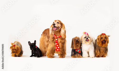 Fototapeta Naklejka Na Ścianę i Meble -  Group of dogs - Cocker Spaniel, Yorkshire Terrier, Shih Tzu and French Bulldog.
