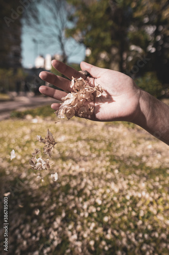 Young Caucasian hands, playing with fallen tree petals in spring. Leaves falling slowly.