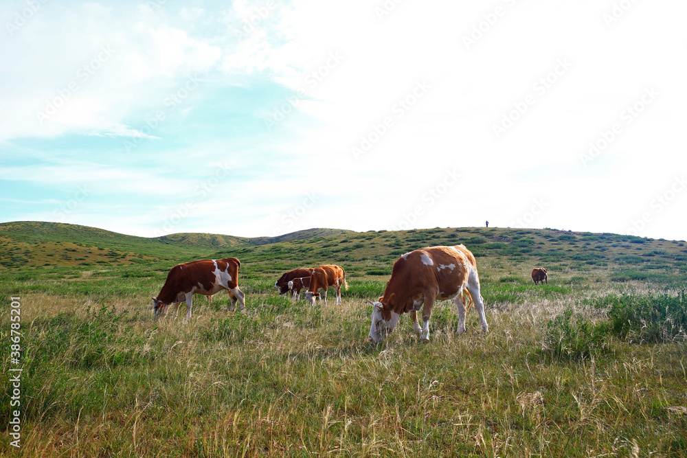 The cattle are eating grass on the grassland The cattle are eating grass on the grassland