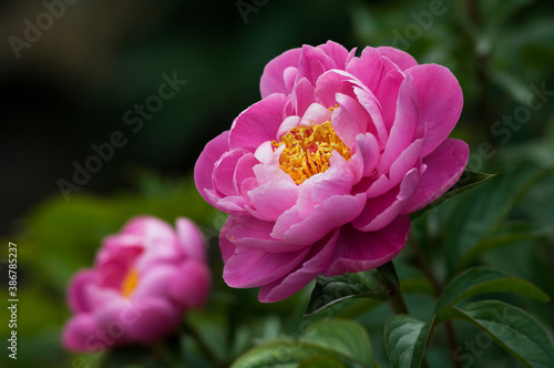 初夏にボタンに似た大型の花が咲くシャクヤク