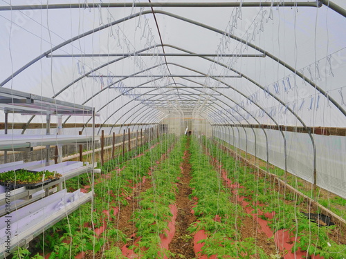 Poor Man's Green House with New Tomato Plants Growing