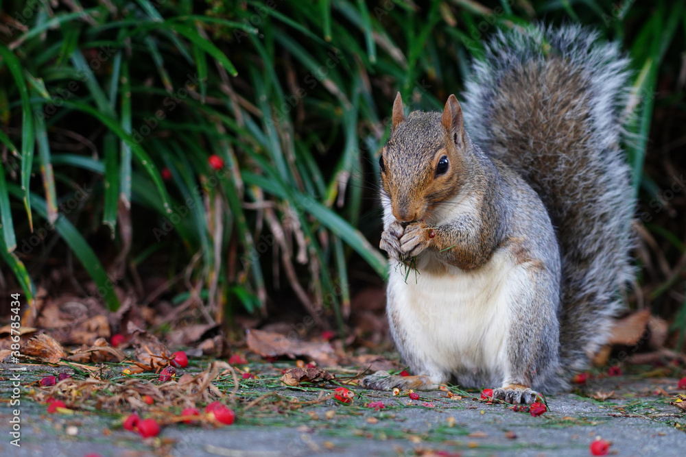 Fototapeta premium A furry Eastern gray squirrel (sciurus carolinensis) eating red berries in the fall