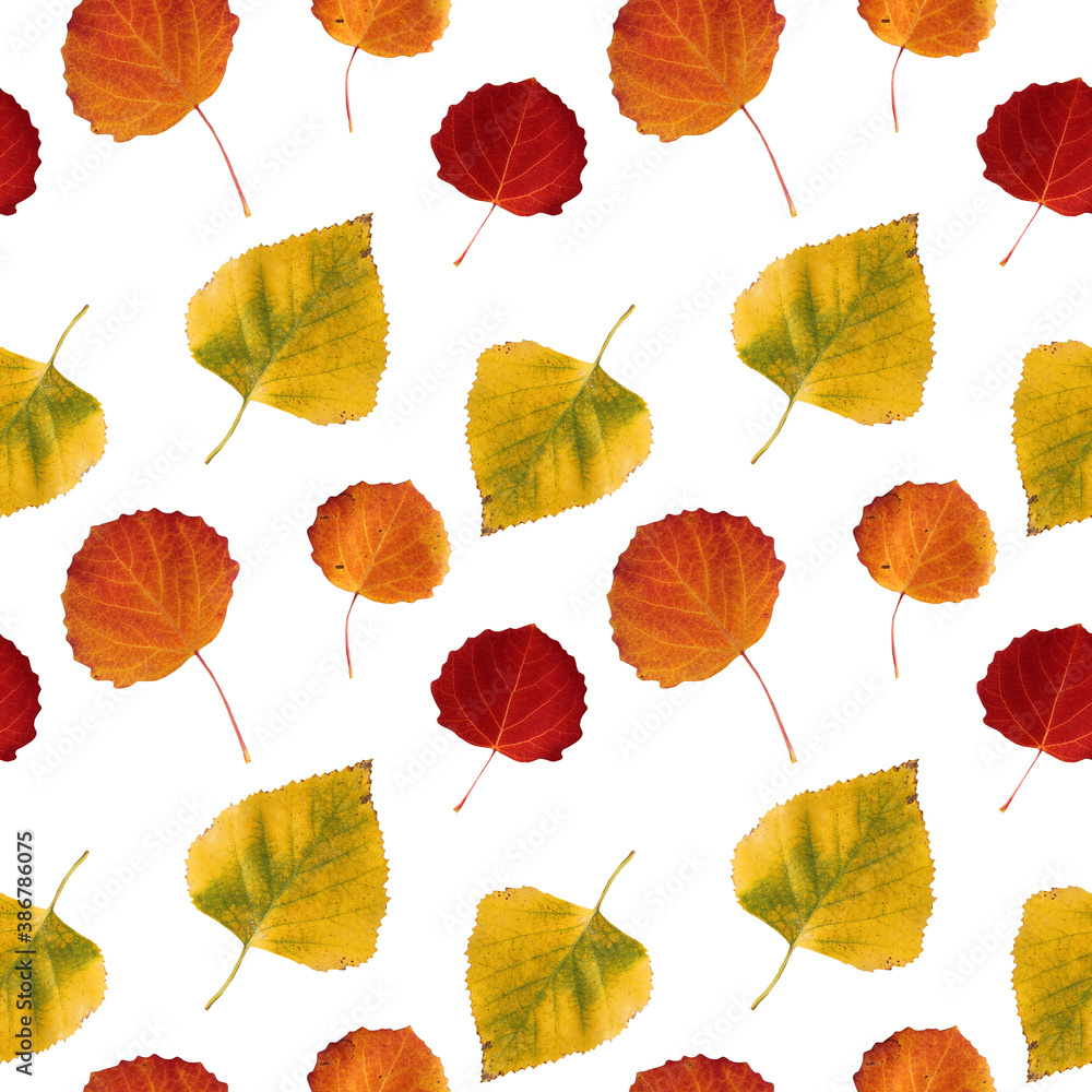 Seamless pattern with red, orange and yellow autumn leaves herbarium isolated on white. Art creative nature background for florist, wallpaper, wrapping, card, notebook