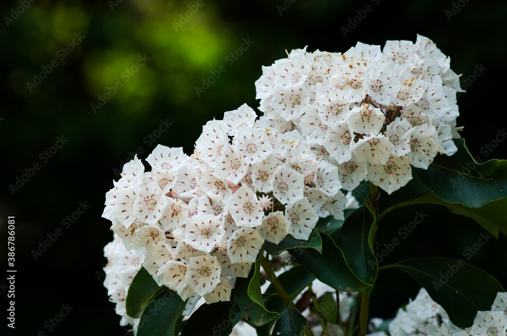 淡紅色の花がたくさん集まって咲くアメリカシャクナゲの花 淡紅色の花がたくさん集まって咲くアメリカシャクナゲの花