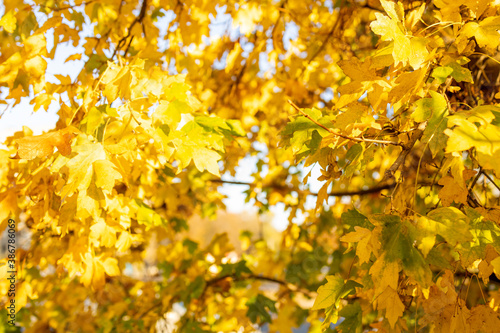 golden autumn outdoors background. autumn festival greeting card