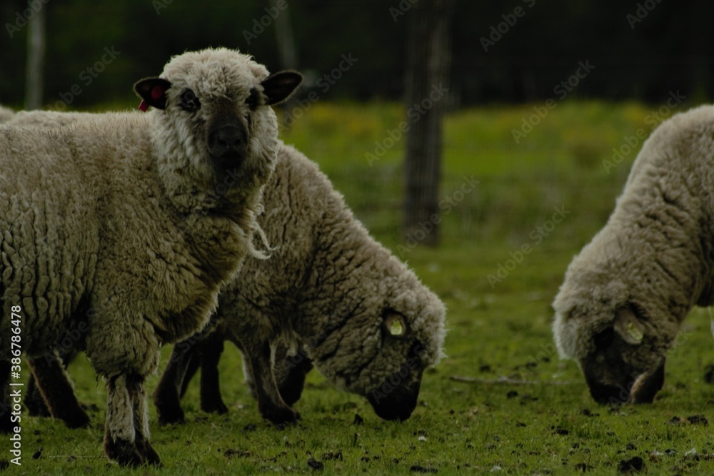 Obraz premium sheep looking at camera