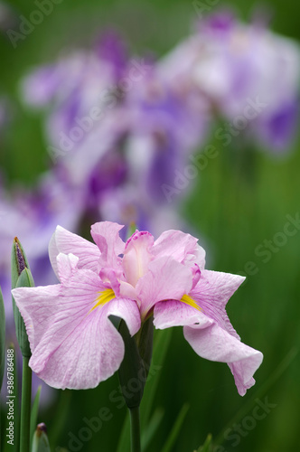 初夏に美しい花を咲かせるハナショウブ