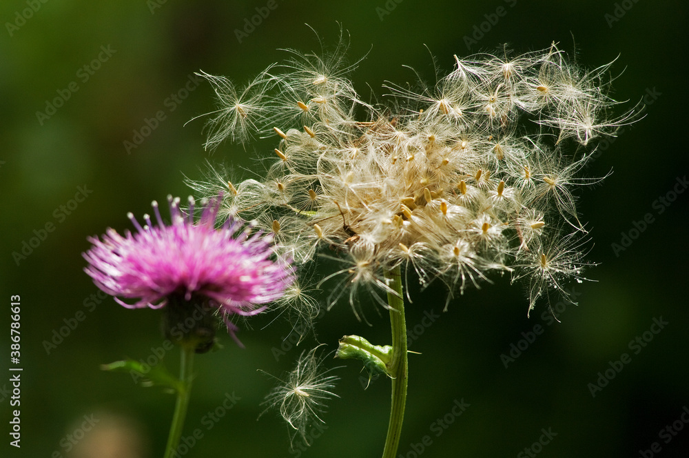 紫色の花が咲きとげもあるアザミ