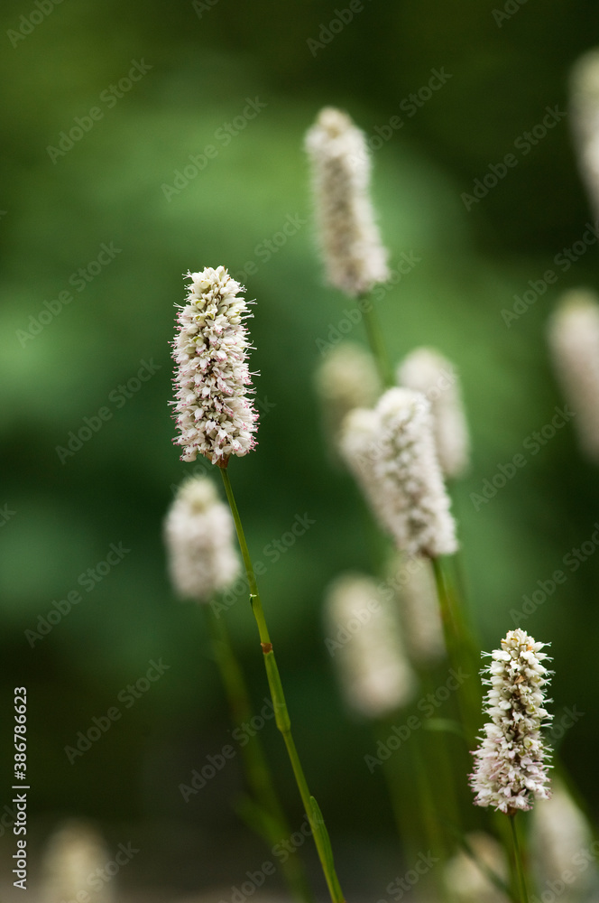 白い総状花序の花が咲くイブキトラノオ