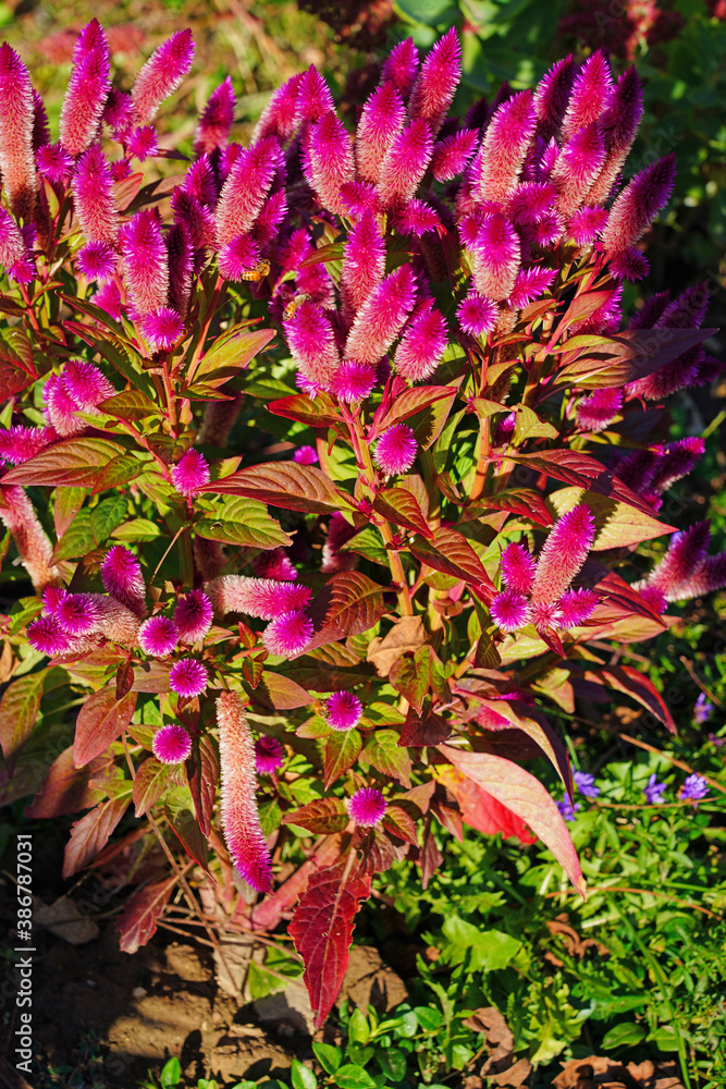 Pink spikes of celosia flowers in bloom in the fall