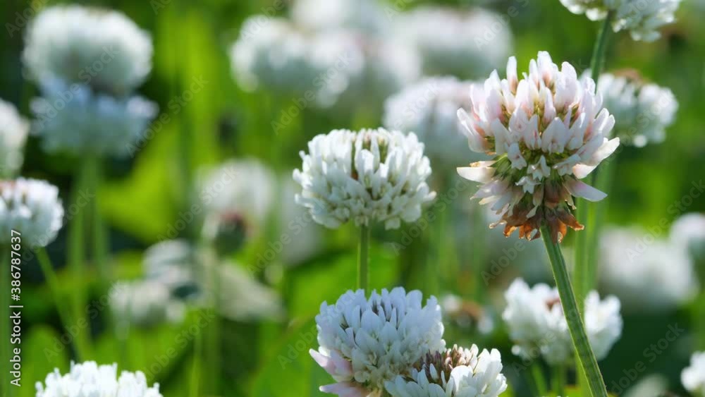 春の風景 風に吹かれるシロツメクサの花 春の風景 風に吹かれるシロツメクサの花