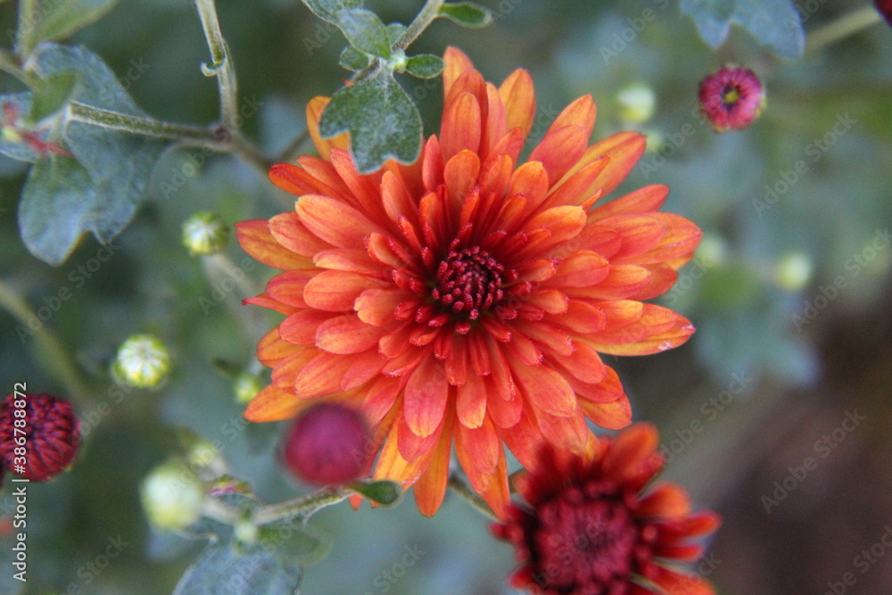 Orange Chrysanthemum Orange Chrysanthemum