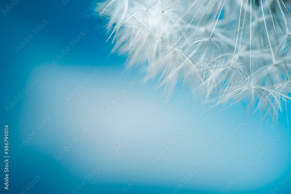 White soft dandelion seeds macro shot on a blue background with copy space