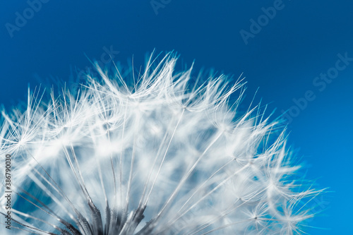 White soft dandelion seeds macro shot on a blue background