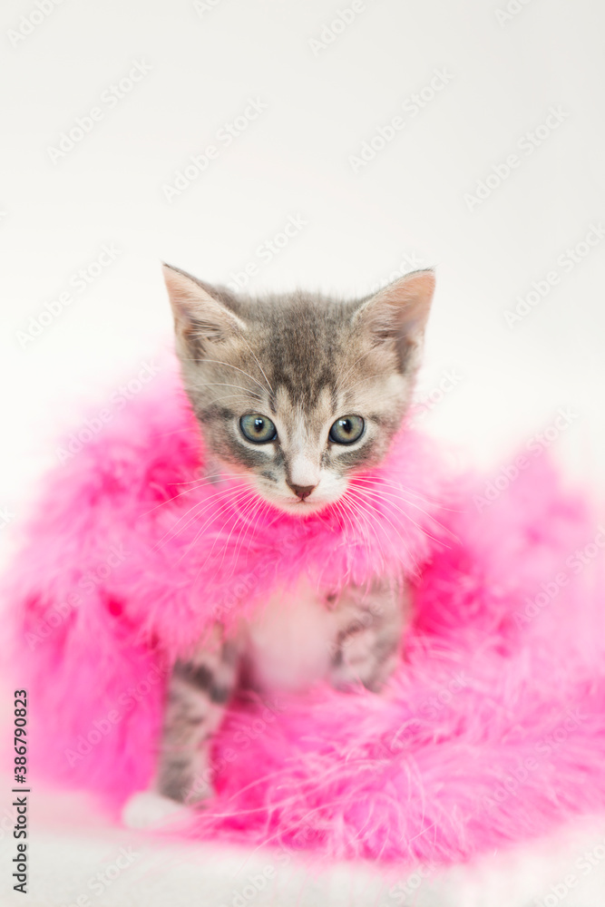 Tiny gray and white tabby kitten wearing a small pink feather boa, white background.
