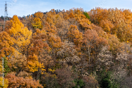 Color of tree leaves are changing to orange in autumn mountain, JAPAN. © w108av22