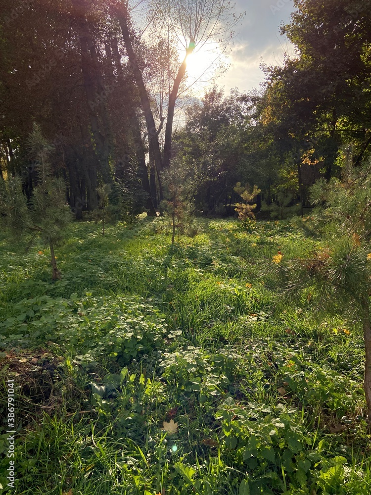 Obraz premium morning in the forest