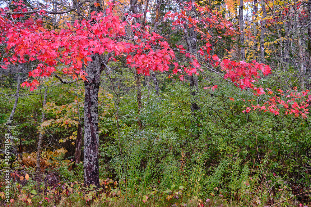 Naklejka premium Red Maple leaves on a tree in the Maine Forest