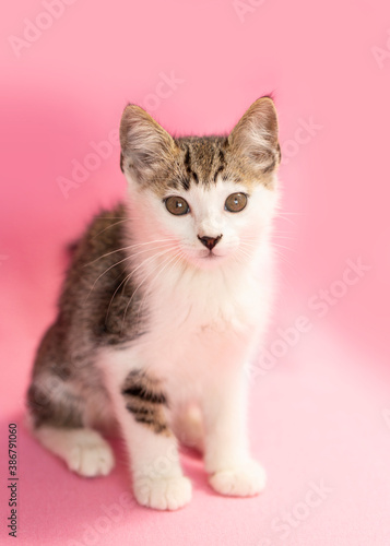 White Calico kitten sitting, pink background.