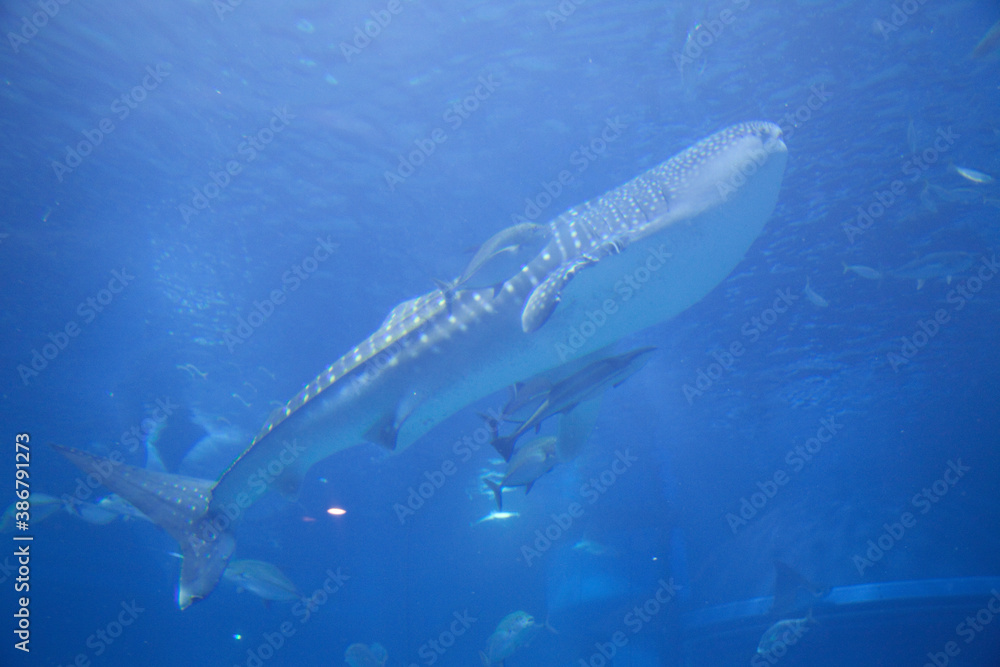 Fototapeta premium ジンベエザメとコバンザメ