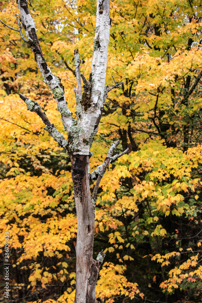Fototapeta premium Colorful autumn leaves and trees