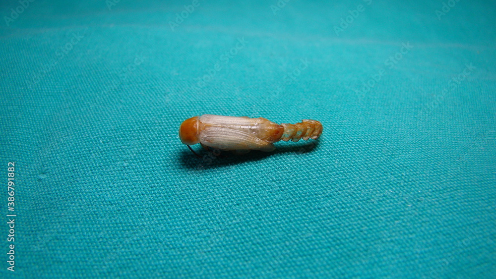 mealworms, meal worms, mealworm, meal worm closeup pupa on green