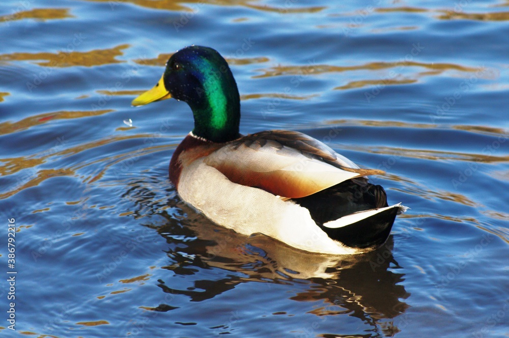 Mallard duck, Anas platyrhynchos Mallard duck, Anas platyrhynchos