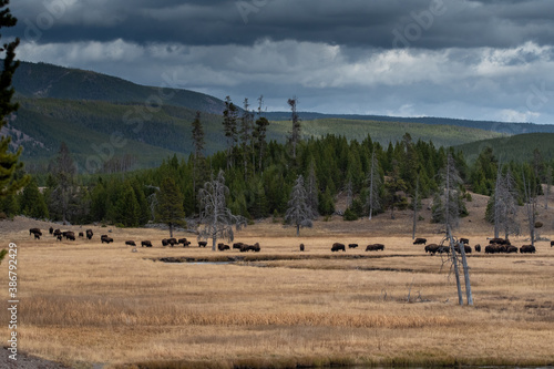 Fototapeta Naklejka Na Ścianę i Meble -  Herd of bison in meadow on fall day