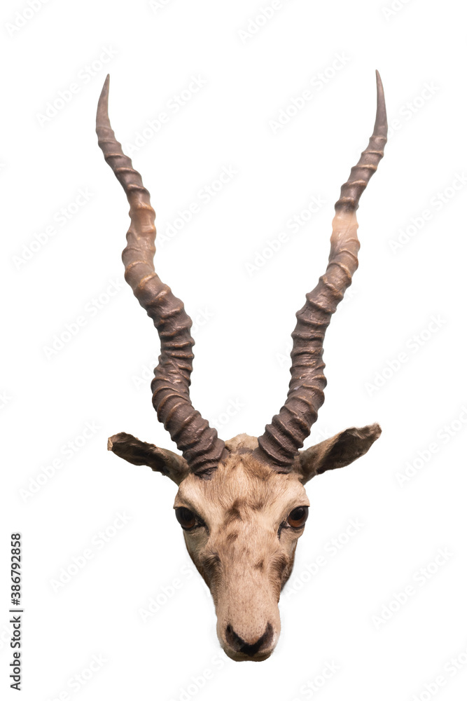Fototapeta premium antelope isolated on white background