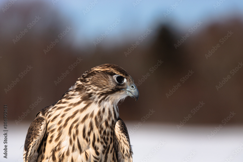 Obraz premium red tailed hawk