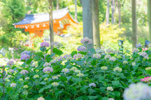 三室戸寺 photo