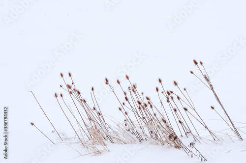 Dormant Thistles Stand out against the snow in the Countryside of the Palouse of Washington State