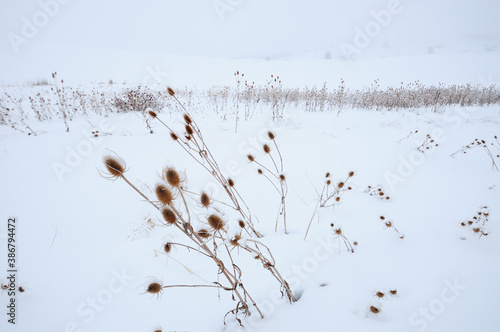 Dormant Thistles Stand out against the snow in the Countryside of the Palouse of Washington State