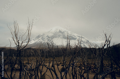 Sajama - Bolivia photo