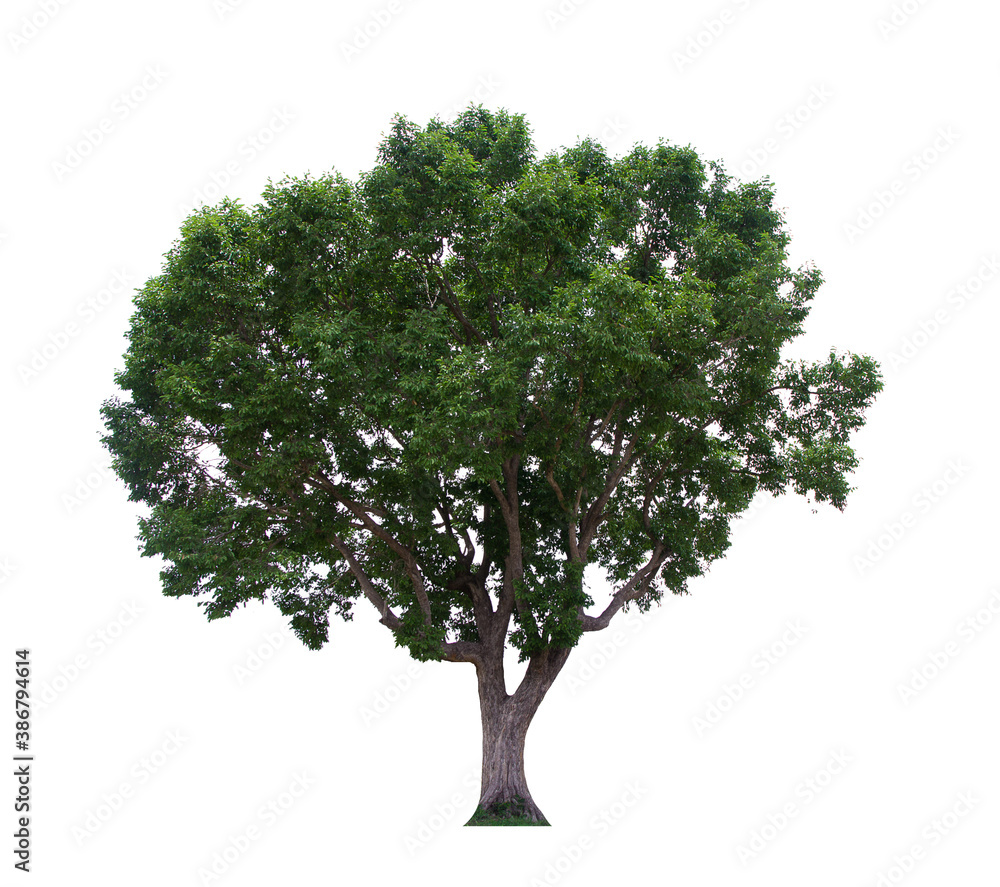 Obraz premium isolated tree green is located on a white background. Collection of isolated tree on white background Tropical tree