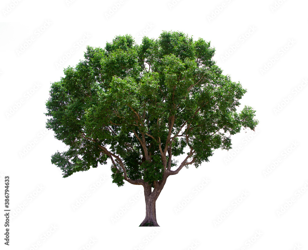isolated tree green is located on a white background. Collection of isolated tree on white background Tropical tree isolated tree green is located on a white background. Collection of isolated tree on white background Tropical tree