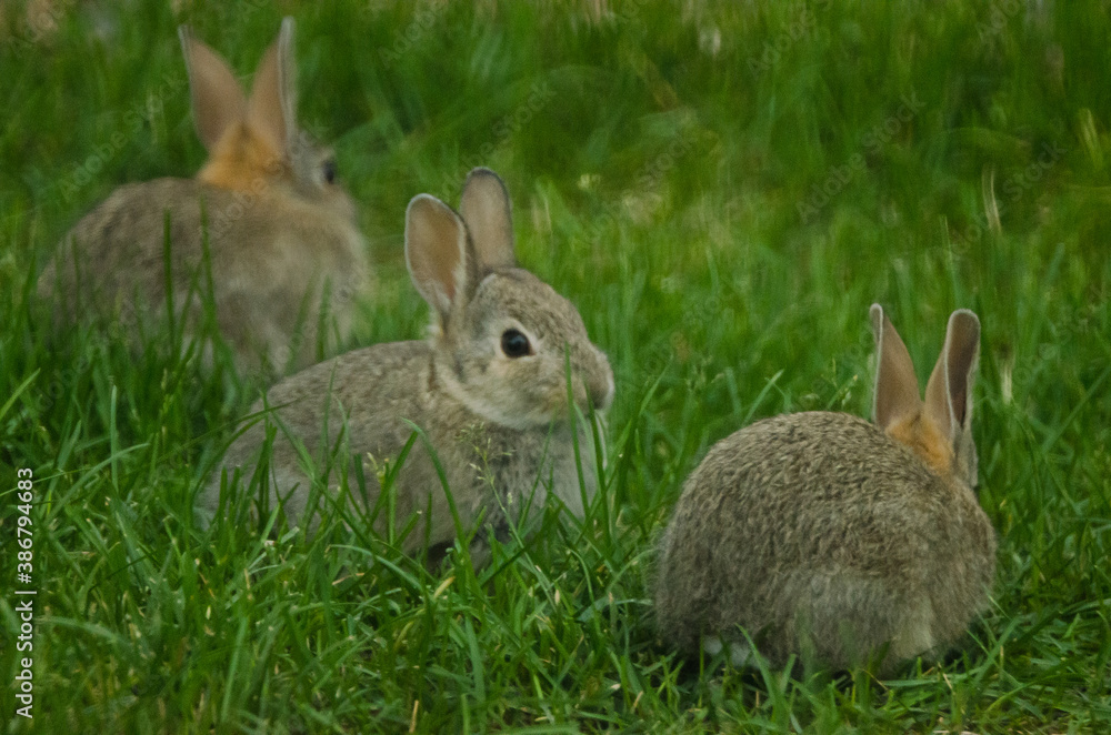 Fototapeta premium A trio of rabbits in a grassy yard.