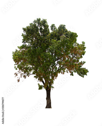 isolated tree green is located on a white background. Collection of isolated tree on white background Tropical tree © Warut
