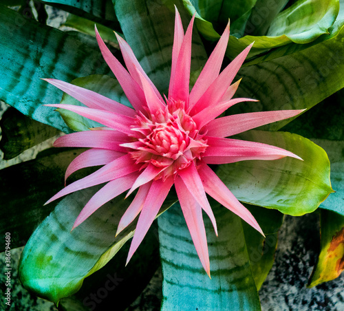 Foto Pink Spikey Flower with Large Green Leaves