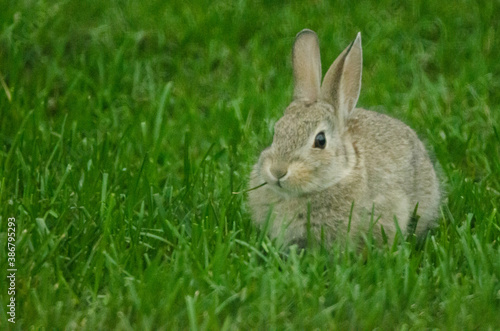 Small bunny with a blade of grass sticking out of its mouth.