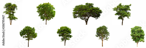 isolated tree green set is located on a white background.Collection of isolated tree green on white background Tropical tree