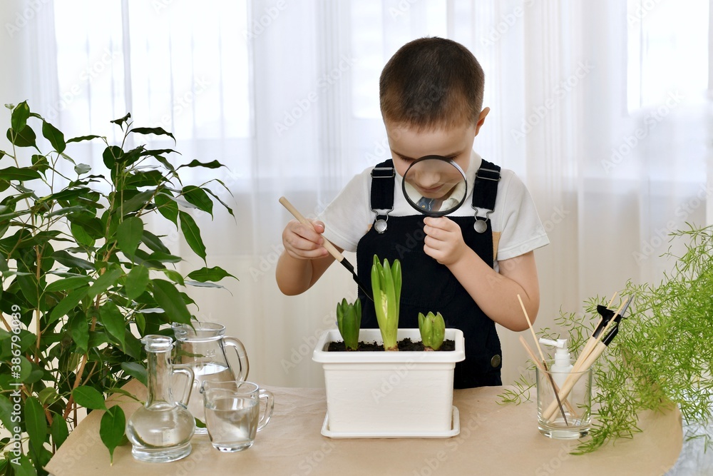 The boy enthusiastically bent with a magnifying glass with cultivated hyacinths and loosened the soil with a spatula. The boy enthusiastically bent with a magnifying glass with cultivated hyacinths and loosened the soil with a spatula.
