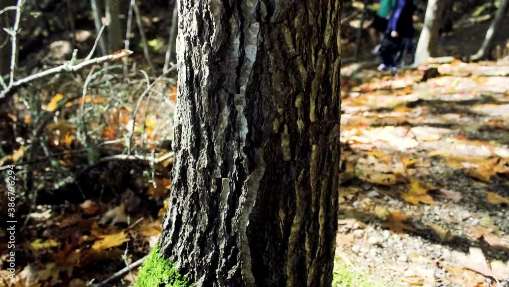 Pine tree trunk vertical view drop with green moss growing at the base of the tree. Pine tree trunk vertical view drop with green moss growing at the base of the tree.