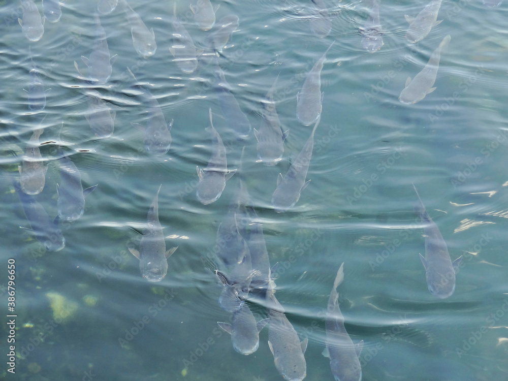 Fototapeta premium 運河の鯉