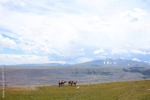 A caravan of wild camels  in which the leader is an albino  against the background of the Altai steppe and mountains